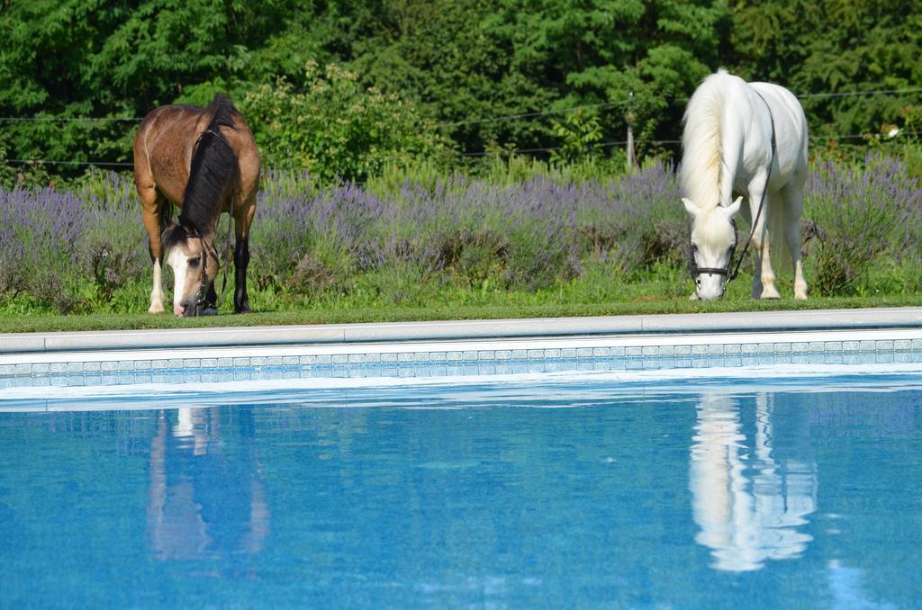 Agriturismo Domus Magna Povoletto Extérieur photo