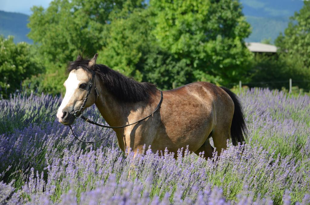 Agriturismo Domus Magna Povoletto Extérieur photo